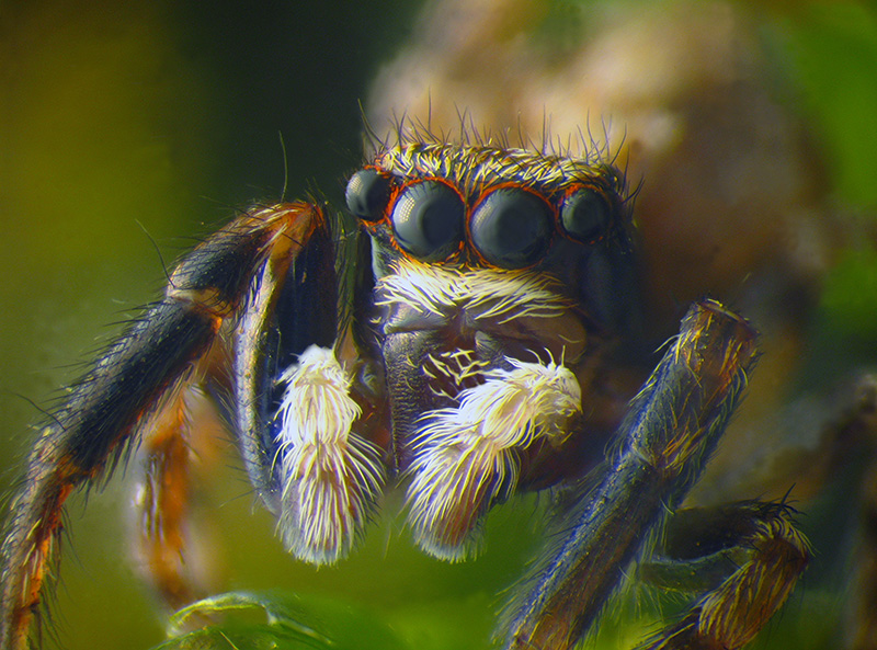 Salticidae:  Pseudeuophrys lanigera, maschio - Montonate (VA)